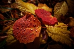 &copy;  - Autumnal view of the forest floor. Coolpix A lens enables macro mode focusing up to 10 cm.  