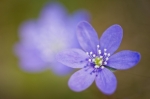 &copy; Aivar Pihelgas -  