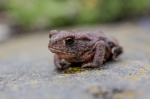 © Aivar Pihelgas - Small, only 2cm toad baby was photographed from 10 cm. 