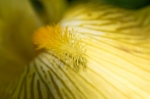 © Aivar Pihelgas - Эти цветы сфотографированы с расстояния 5 см с диафрагмой f/7.1. При съёмке с близкого расстояния можно немного прикрывать диафрагму, иначе г� 