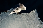 © Roy Mangersnes - © Roy Mangersnes -