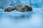 © Roy Mangersnes - © Roy Mangersnes -