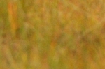 © Erik Mandre - © Erik Mandre -