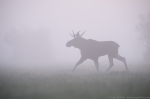 © Sven Začek - The moose came into pink. A foggy morning in the meadow. A moose wondering in fog, grey landscape, finally it reached a place where the sky coloured the fog and the gentle colours were immediately captured. Then, it walked back into the grey fog. Nikon D8 