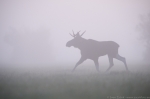 &copy; Sven Začek - The moose came into pink. A foggy morning in the meadow. A moose wondering in fog, grey landscape, finally it reached a place where the sky coloured the fog and the gentle colours were immediately captured. Then, it walked back into the grey fog. Nikon D8 