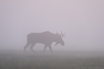 &copy; Sven Začek - The moose came into pink. A foggy morning in the meadow. A moose wondering in fog, grey landscape, finally it reached a place where the sky coloured the fog and the gentle colours were immediately captured. Then, it walked back into the grey fog. Nikon D8 