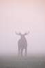 © Sven Začek - Лось в розовых тонах. Туманное утро на поляне. Лось блуждает в сером тумане, пока не доходит до места, где небо окрашивает туман розовым, и эт 