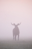 &copy; Sven Začek - The moose came into pink. A foggy morning in the meadow. A moose wondering in fog, grey landscape, finally it reached a place where the sky coloured the fog and the gentle colours were immediately captured. Then, it walked back into the grey fog. Nikon D8 