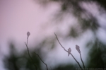 © Sven Začek - Чеглоки на фоне утреннего розового облака. На этой фотографии, снятой при помощи телескопического объектива, при съёмке обычным фотоаппар� 