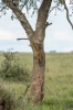 © Katrina Lepik - Leopard liigub kiirelt ja märkamatult. Puu otsast alla püstloodis liikumine kestab vaid hetke. Fotograaf peab olema kiire ja tehnika võimekas. Pildistatud D7200 + 300mm F2.8 
