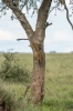 &copy; Katrina Lepik - Leopard is moving fast and without attracting attention. Getting down from a tree top only takes a second. The photographer has to be fast and the equipment powerful. The equipment used: D7200 + 300mm F2.8 