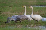 © Triin Leetmaa -  Thanks to the fieldscope it is possible to take photos of the Whooper Swans eating from hundreds of metres away without disturbing them Nikon D800, EDG 85A + FSA-L2 @1750 mm; F21; 1/200s; ISO800