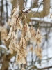 © Triin Leetmaa - Fotografējot makro režīmā, fokusa attālums ir diezgan garš. Nikon COOLPIX P900 @134 mm (35 mm ekvivalents); F4,0; 1/200s; ISO 100 © Triin Leetmaa - Fotografējot makro režīmā, fokusa attālums ir diezgan garš. Nikon COOLPIX P900 @134 mm (35 mm ekvivalents); F4,0; 1/200s; ISO 100