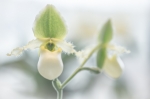 © - Paphiopedilum primulinum `album´ © - Paphiopedilum primulinum `album´