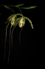 &copy; Ave Kruusel -  Phragmipedium caudatum x longifolium