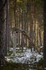 &copy; Vladimir Oja -  D800 + AF-S NIKKOR 300mm f/4E PF ED   VR ISO500; 1/250; f/4