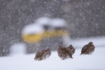©  -  Фокусируемся на снегопаде. Для съёмки в таких условиях фокусировка должна срабатывать быстро (отслеживаем с выключенной блокировкой). Nikon D