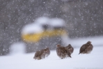 © - Fokusēšana snigšanas laikā. Lai spētu strādāt šādos apstākļos, autofokusam jābūt patiesi ātram (izsekošana ar izslēgtu bloķēšanu). Nikon D810 + Nikkor 500mm F4 VR FL. F4, 1/1250, ISO 640. © - Fokusēšana snigšanas laikā. Lai spētu strādāt šādos apstākļos, autofokusam jābūt patiesi ātram (izsekošana ar izslēgtu bloķēšanu). Nikon D810 + Nikkor 500mm F4 VR FL. F4, 1/1250, ISO 640.