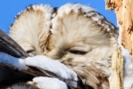 © - 1000mm pārbaude. Iespējams redzēt, ka nedaudz ir cietis attēls un kontrasts. Es ticu, ka jaunais 500mm F4 objektīvs spētu sniegt lielisku kvalitāti, ja Nikon atjaunotu 2x konverteri līdz 1,4x konvertera līmenim. Tomēr uzskatu, ka tas joprojām i © - 1000mm pārbaude. Iespējams redzēt, ka nedaudz ir cietis attēls un kontrasts. Es ticu, ka jaunais 500mm F4 objektīvs spētu sniegt lielisku kvalitāti, ja Nikon atjaunotu 2x konverteri līdz 1,4x konvertera līmenim. Tomēr uzskatu, ka tas joprojām i