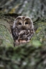 © - Tagad Jūs varat aplūkot rezultātos minētajos apgrūtinošajos apgaismojuma apstākļos. Nikon D810 + Nikkor 500mm F4 VR FL. F4, 1/640, ISO 1600. © - Tagad Jūs varat aplūkot rezultātos minētajos apgrūtinošajos apgaismojuma apstākļos. Nikon D810 + Nikkor 500mm F4 VR FL. F4, 1/640, ISO 1600.