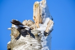 © - 1000mm pārbaude. Iespējams redzēt, ka nedaudz ir cietis attēls un kontrasts. Es ticu, ka jaunais 500mm F4 objektīvs spētu sniegt lielisku kvalitāti, ja Nikon atjaunotu 2x konverteri līdz 1,4x konvertera līmenim. Tomēr uzskatu, ka tas joprojām i © - 1000mm pārbaude. Iespējams redzēt, ka nedaudz ir cietis attēls un kontrasts. Es ticu, ka jaunais 500mm F4 objektīvs spētu sniegt lielisku kvalitāti, ja Nikon atjaunotu 2x konverteri līdz 1,4x konvertera līmenim. Tomēr uzskatu, ka tas joprojām i