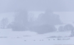 © - Grūtākais pārbaudījums. Nozīme ir ne tikai fokusēšanai tuvā attālumā, bet arī uz objektiem, kas atrodas attālāk. Fotogrāfijas ir lieliskas! Apskatiet fotogrāfiju un tad 100% kadrējumu. Ņemiet vērā, ka starp mani un kazu gadu notiek spē © - Grūtākais pārbaudījums. Nozīme ir ne tikai fokusēšanai tuvā attālumā, bet arī uz objektiem, kas atrodas attālāk. Fotogrāfijas ir lieliskas! Apskatiet fotogrāfiju un tad 100% kadrējumu. Ņemiet vērā, ka starp mani un kazu gadu notiek spē