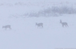 © - Grūtākais pārbaudījums. Nozīme ir ne tikai fokusēšanai tuvā attālumā, bet arī uz objektiem, kas atrodas attālāk. Fotogrāfijas ir lieliskas! Apskatiet fotogrāfiju un tad 100% kadrējumu. Ņemiet vērā, ka starp mani un kazu gadu notiek spē © - Grūtākais pārbaudījums. Nozīme ir ne tikai fokusēšanai tuvā attālumā, bet arī uz objektiem, kas atrodas attālāk. Fotogrāfijas ir lieliskas! Apskatiet fotogrāfiju un tad 100% kadrējumu. Ņemiet vērā, ka starp mani un kazu gadu notiek spē