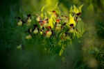 © Aivar Pihelgas -  Fotografējot ar 105mm f/2,8 makro objektīvu, fons un priekšplāns saglabājas izplūdis, lai skaisti fona gaismā izceltu puķes.