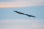 © Sven Začek - Roku turēšana – zem debess vakara krāsās planējošas dzērves –šī fotogrāfija parāda ISO 3200 dinamiku. Nikon D500 + Nikkor 400mm F2,8 VR FL + Nikkor TC-14EIII. F4, 1/800, ISO 3200. © Sven Začek - Roku turēšana – zem debess vakara krāsās planējošas dzērves –šī fotogrāfija parāda ISO 3200 dinamiku. Nikon D500 + Nikkor 400mm F2,8 VR FL + Nikkor TC-14EIII. F4, 1/800, ISO 3200.