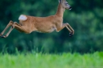 © Sven Začek - Ümberkalibreerida! Jälle liiga lähedal! Nikon D500 + Nikkor 400mm F2,8 VR FL + Nikkor TC-20EIII. F5,6, 1/1000, ISO 3200. © Sven Začek - Ümberkalibreerida! Jälle liiga lähedal! Nikon D500 + Nikkor 400mm F2,8 VR FL + Nikkor TC-20EIII. F5,6, 1/1000, ISO 3200.
