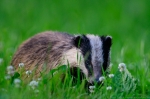 © Sven Začek - Smelling a clover Nikon D500 + Nikkor 400mm F2,8 VR FL + Nikkor TC-20EIII. F5,6, 1/800, ISO 3200. © Sven Začek - Smelling a clover Nikon D500 + Nikkor 400mm F2,8 VR FL + Nikkor TC-20EIII. F5,6, 1/800, ISO 3200.