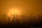 © Sven Začek -  An ode to the sun. A whinchat is having a singing rehearsal on the background of the sun rising from the fog. With ISO 100, the transfer from a bright sunlight to the soft fog is very even.Nikon D500 + Nikkor 400mm F2,8 VR FL + Nikkor TC-20EIII. F5,6, 1/2500, ISO 100. 