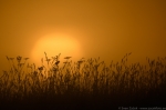 &copy; Sven Začek -  An ode to the sun. A whinchat is having a singing rehearsal on the background of the sun rising from the fog. With ISO 100, the transfer from a bright sunlight to the soft fog is very even.Nikon D500 + Nikkor 400mm F2,8 VR FL + Nikkor TC-20EIII. F5,6, 1/2500, ISO 100. 