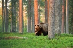 © Erik Mandre -  Pildistatud õhtuvalguses.  Nikon D5 + Nikkor 70-200mm F2,8G VR II. F4, 1/200, ISO 2000.
