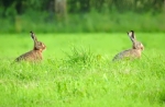© Aivar Pihelgas -  Objektiivi puu otsast maapinnale pöörates, märkasin puu all toimetamas kahte jänest. © Aivar Pihelgas -  Objektiivi puu otsast maapinnale pöörates, märkasin puu all toimetamas kahte jänest.