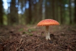 © Marek Kusmin - Ava f/1.8, säriaeg 1/200 sek © Marek Kusmin - Ava f/1.8, säriaeg 1/200 sek