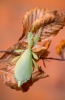 © Aivar Pihelgas - D5; 70-200mm f2,8 FL , 1/60; f/2,8; ISO 640 Kukaiņa garums ir aptuveni 8cm. 200mm fokusa attālumā man izdevās insektu iemūžināt šādi © Aivar Pihelgas - D5; 70-200mm f2,8 FL , 1/60; f/2,8; ISO 640 Kukaiņa garums ir aptuveni 8cm. 200mm fokusa attālumā man izdevās insektu iemūžināt šādi