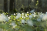 © I AM Photographer - Teravussügavus on väike. 40mm f/2.8. kasutatud ava 2,8, teravustamine lühikeselt distantsilt (umbes 30cm). Pilt sai palju huvitavam ja ruumilisem. © I AM Photographer - Teravussügavus on väike. 40mm f/2.8. kasutatud ava 2,8, teravustamine lühikeselt distantsilt (umbes 30cm). Pilt sai palju huvitavam ja ruumilisem.