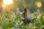 © Aivar Pihelgas - Tigu kappamas loojangusse… Nikon D3400 + Nikkor 60mm f/2.8. Säriaeg 1/60; Ava f/8.0; ISO 800. Makro objektiivid jätavad ka suhteliselt kinnise avaga väga uduse ja kauni bokeh mustriga tausta. © Aivar Pihelgas - Tigu kappamas loojangusse… Nikon D3400 + Nikkor 60mm f/2.8. Säriaeg 1/60; Ava f/8.0; ISO 800. Makro objektiivid jätavad ka suhteliselt kinnise avaga väga uduse ja kauni bokeh mustriga tausta.