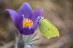© Aivar Pihelgas - © Aivar Pihelgas -